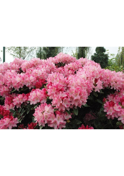 Рододендрон Berryrose
