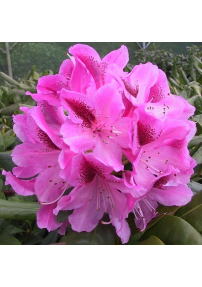 Рододендрон Космополитен
